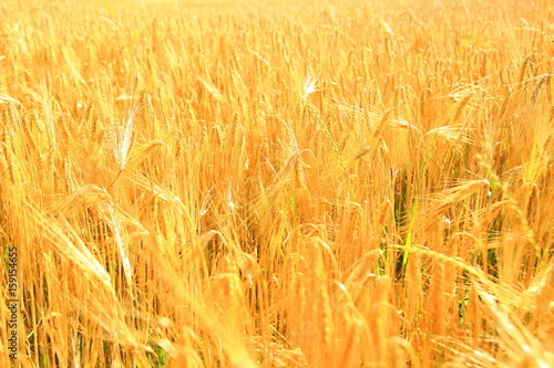 Mature wheat in field