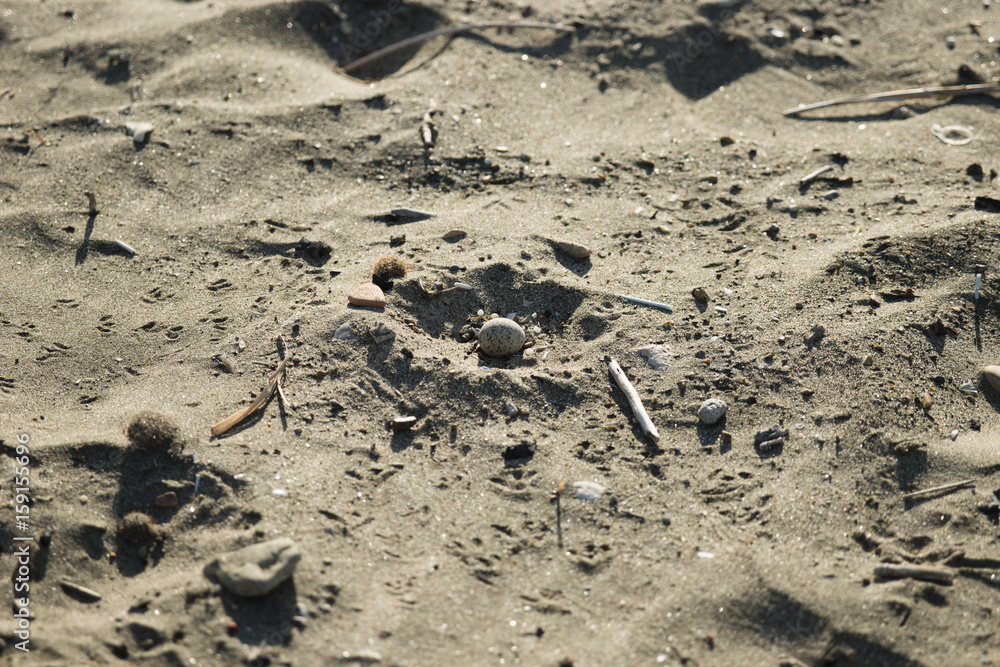 Obraz premium Sand nest with egg of Kentish plover,