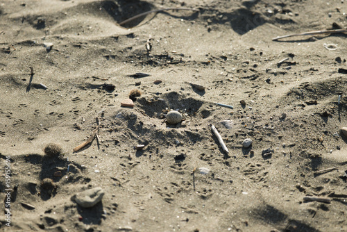 Sand nest with egg of Kentish plover, photo