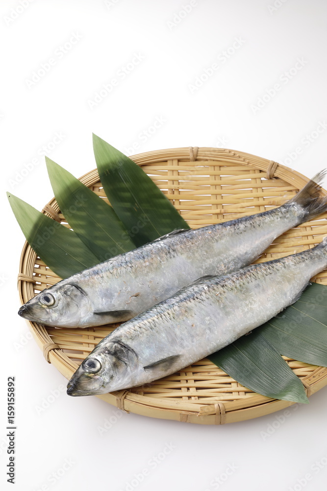 にしん　Herring
