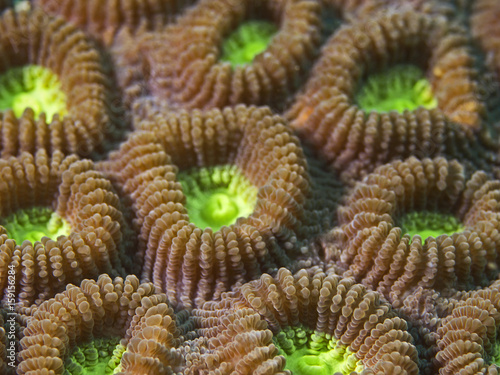 Two Colored Star Coral, Zweifarben-Sternkoralle (Favia speciosa)