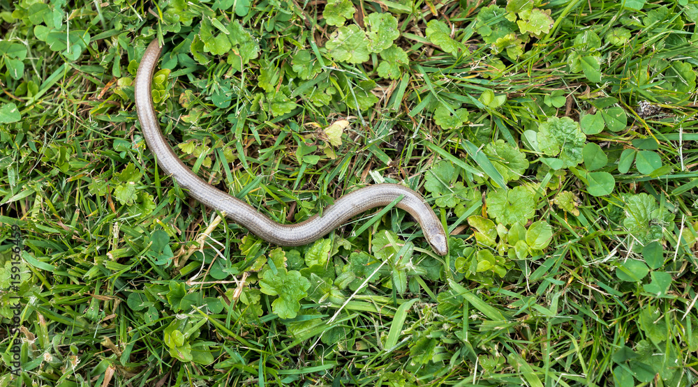 Fototapeta premium Blindschleiche