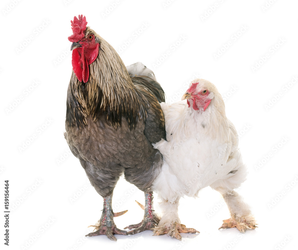 rooster and chicken in studio rooster and chicken in studio