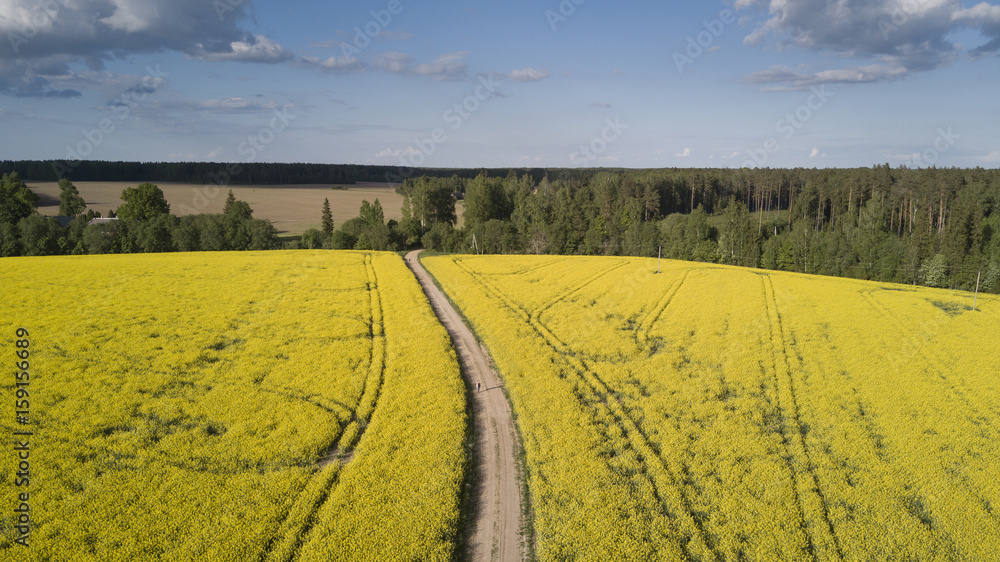 Brassica Fieald with a Drone Brassica Fieald with a Drone