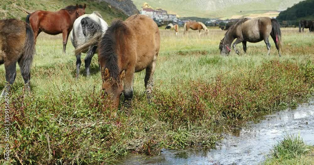 4k horse grazing on the grassland,shangri-la yunnan,china.