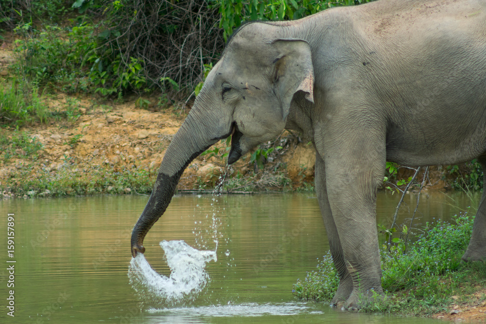 Fototapeta premium Wild elephant playing the water fun.