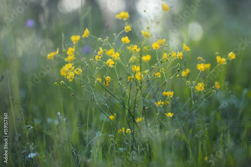 Ranunculus repens, the creeping buttercup