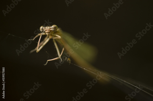 Damselfly insect in a web