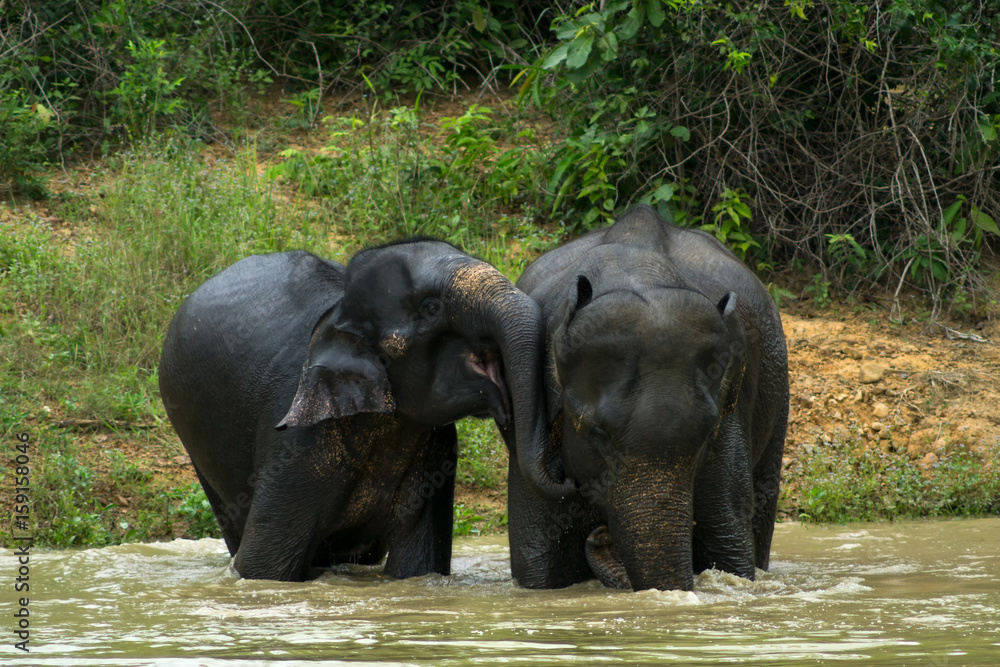 Wild elephant playing the water fun.