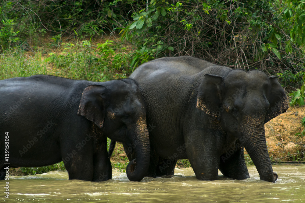 Obraz premium Wild elephant playing the water fun.