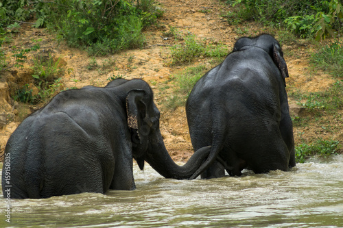 Wild elephant playing the water fun.