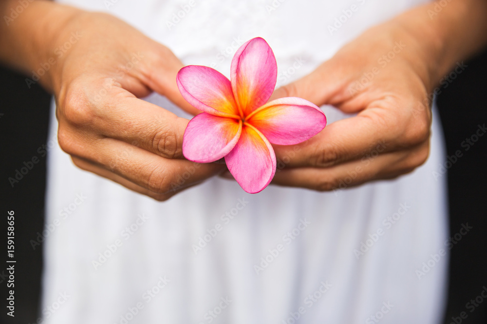 Woman hands are holding Plumeria flower on white dress as background, summer time. Hands are tanned and strong Woman hands are holding Plumeria flower on white dress as background, summer time. Hands are tanned and strong