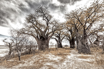 Leinwandbilder Baobab Baines Baobabs in Botswana  © picture.jacker