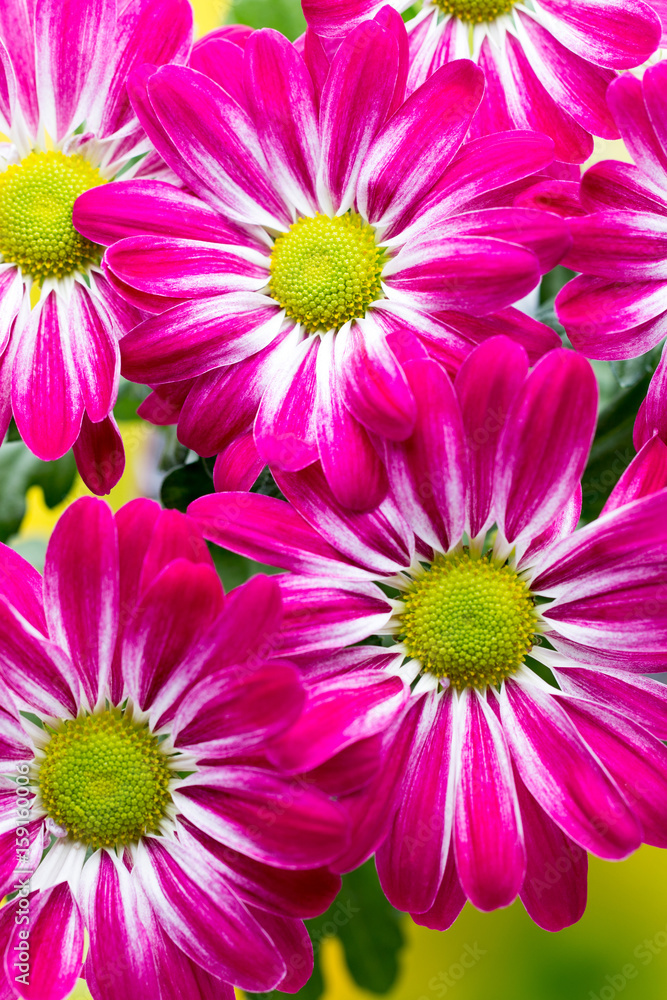 Obraz premium Pink chrysanthemum on yellow backgrounds.