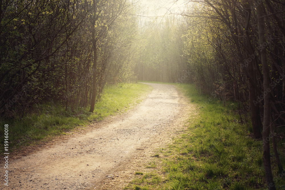 Obraz premium The path in the forest, leaving behind the turn, illuminated by the morning sun