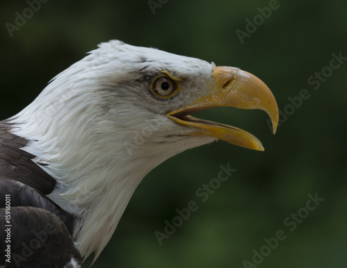 Bald Eagle 002