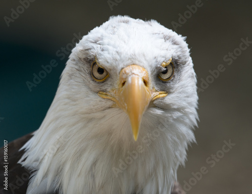 Bald Eagle 001