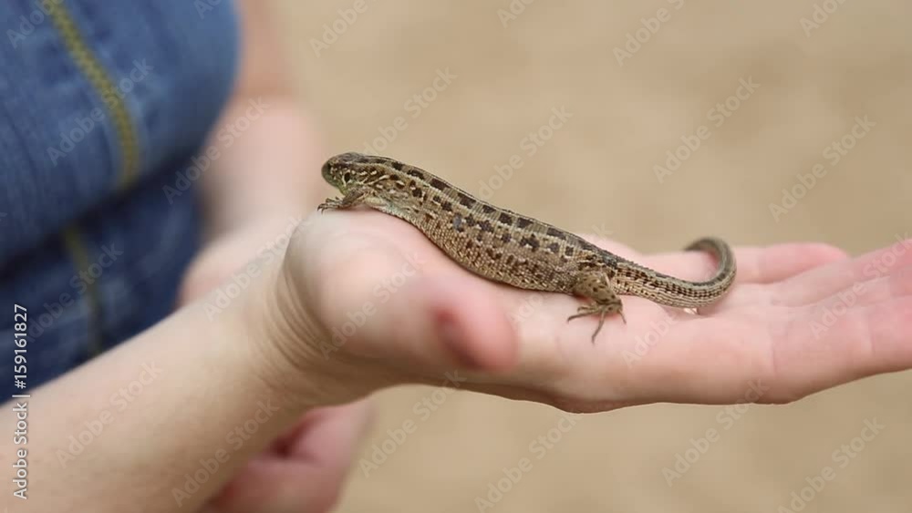 Lizard crawling on a girl's hand, she stroking her fingers Lizard crawling on a girl's hand, she stroking her fingers