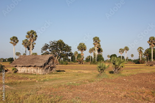 Thatched House, Rural Landscape / close Kiwengwa, Zanzibar Island, Tanzania, Indian Ocean, Africa 