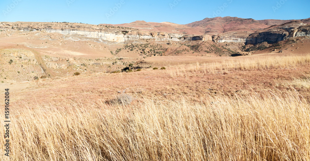   in south africa  land bush   and tree