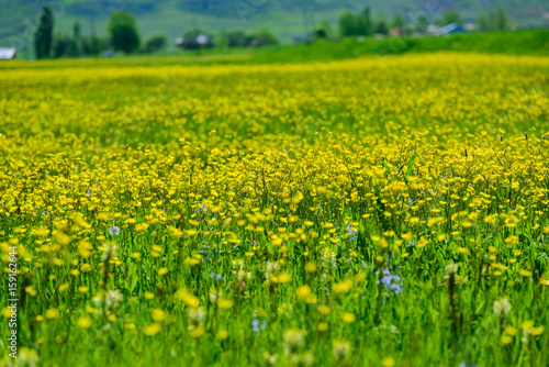 Beautiful field with yellow flowers, Armenia