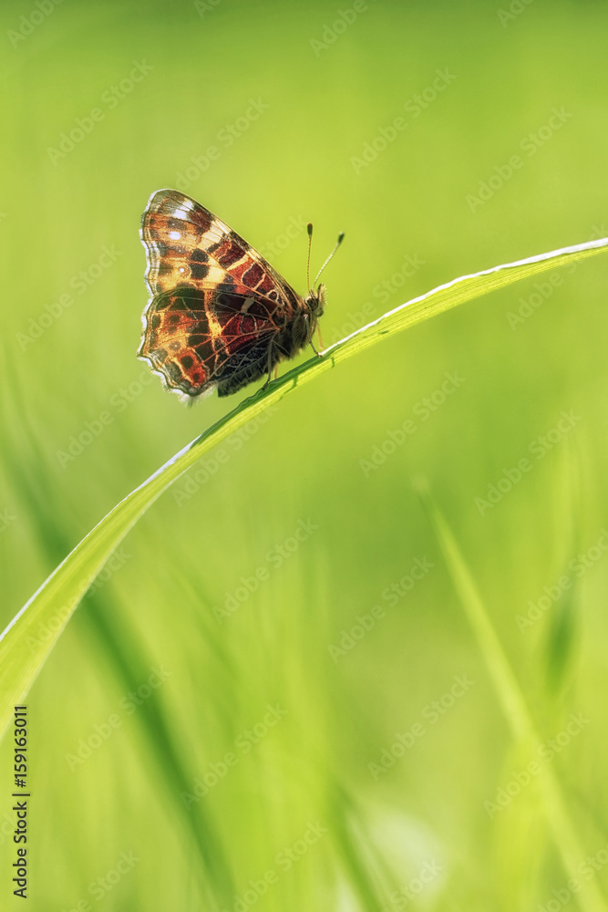 Fototapeta premium Map butterfly on the grass