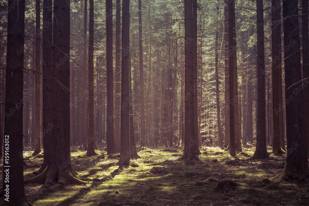 Fototapeta premium Magical morning sunlight in a deep forest in Baden-Württemberg, Germany.