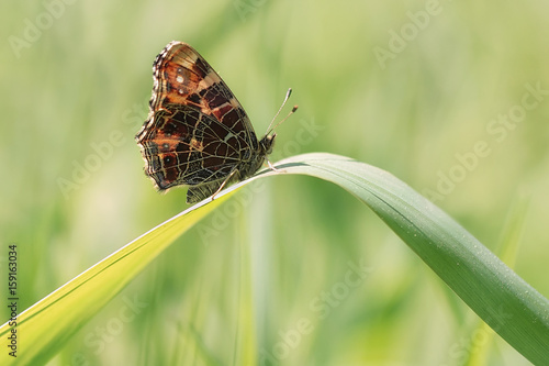 Map butterfly on the grass