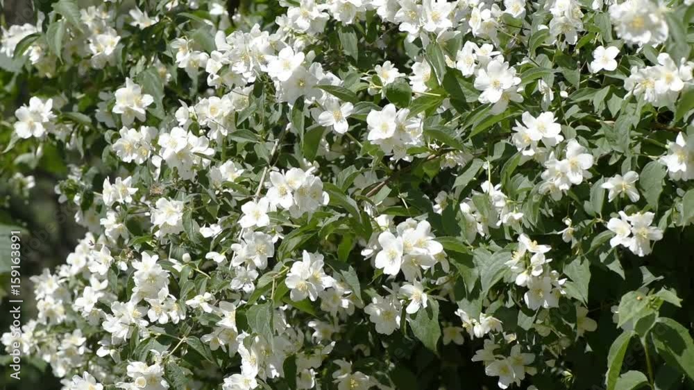 Jasmine garden on a summer day in the garden close up of video footage Jasmine garden on a summer day in the garden close up of video footage