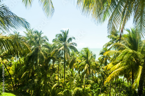 Palms at Ile Royale, one of the islands of Iles du Salut (Islands of Salvation) in French Guiana