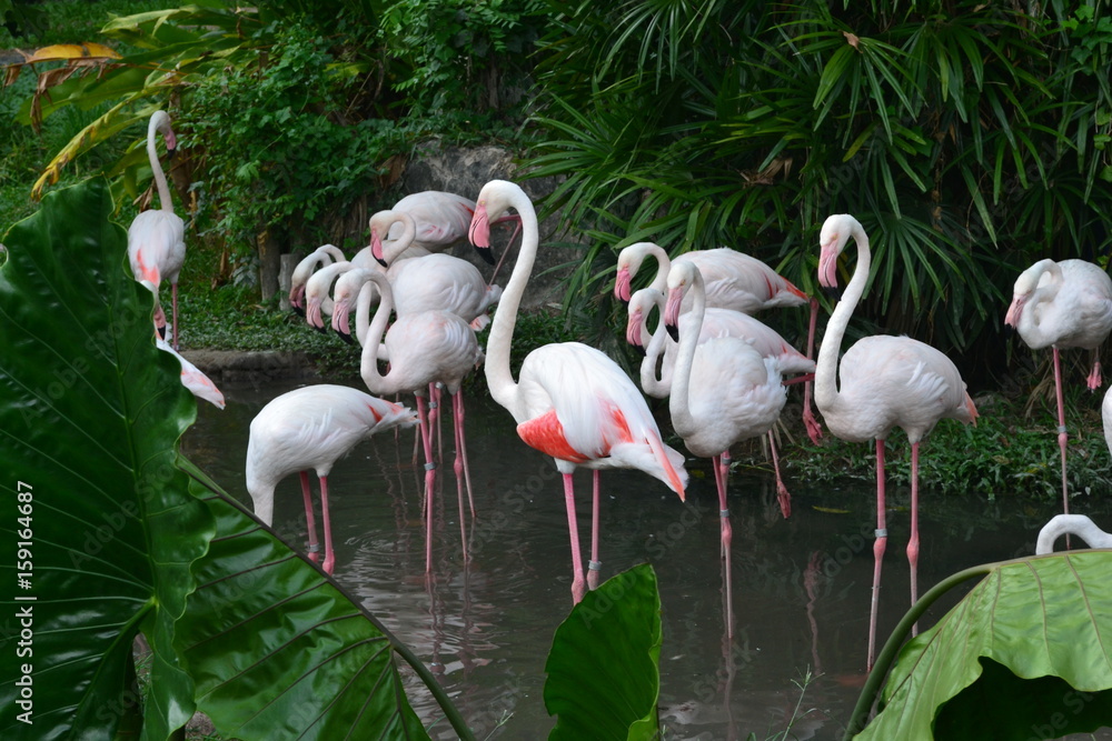 A few pink flamingos. Thailand