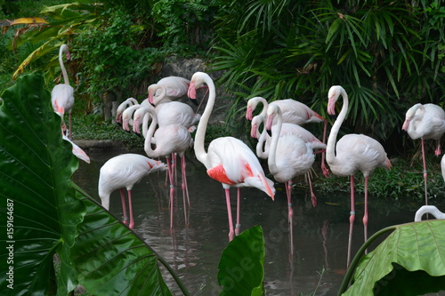 A few pink flamingos. Thailand