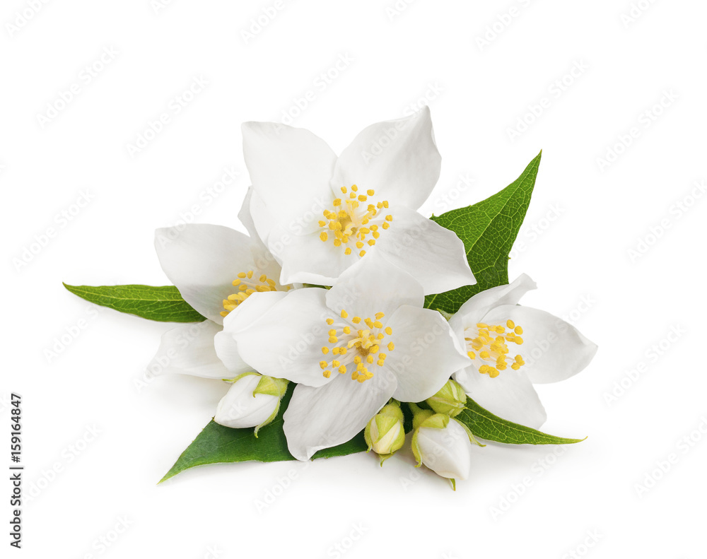 Naklejka premium Białe kwiaty jaśminu na na białym tle