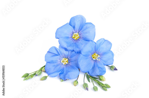 Flax flowers with seeds close up on white background