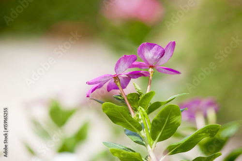 Catharanthus roseus flower pink color in garden.