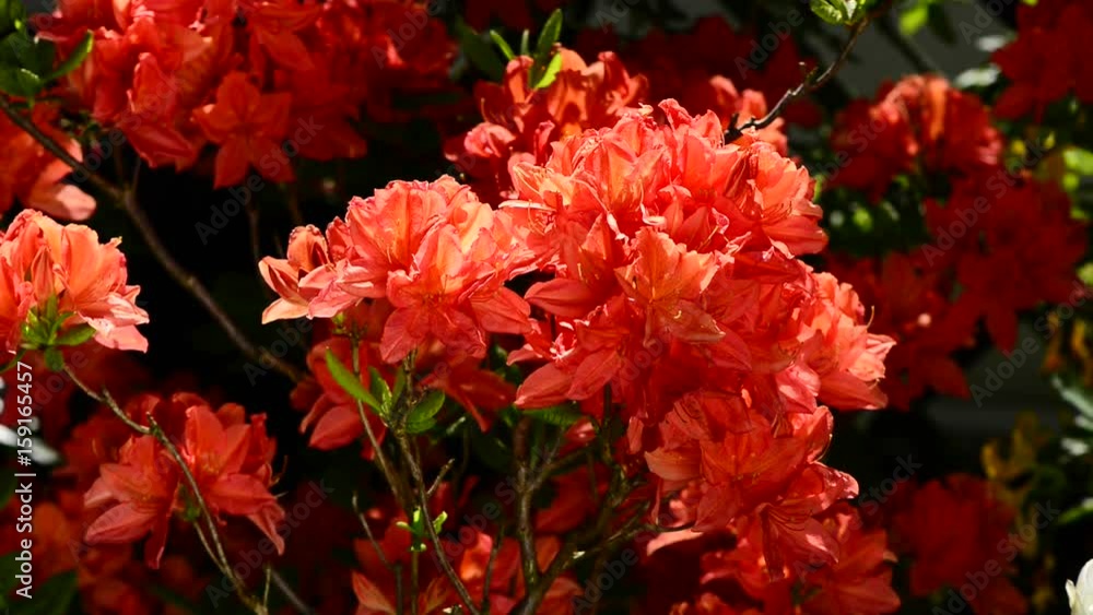 Rhododendron, colorful flowers stirred by the wind. Rhododendron, colorful flowers stirred by the wind.