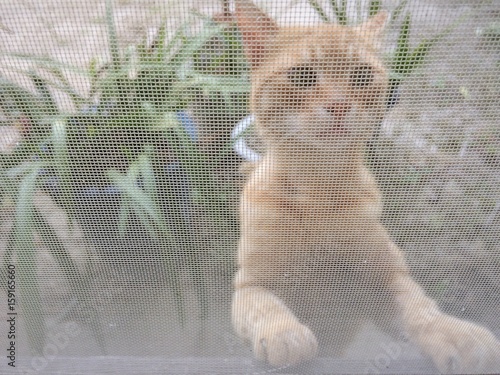 網戸越しの猫