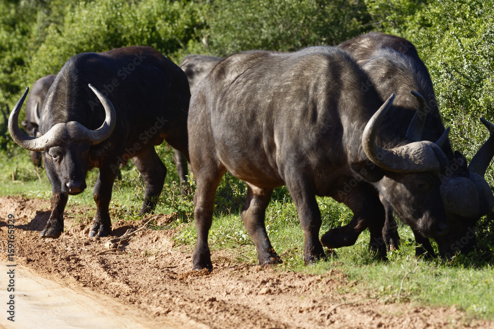 African Buffalo, Addo Elephant National Park African Buffalo, Addo Elephant National Park