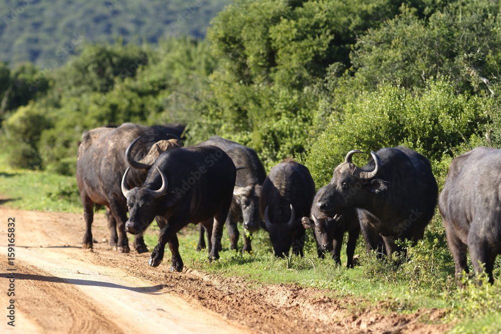 African Buffalo, Addo Elephant National Park African Buffalo, Addo Elephant National Park