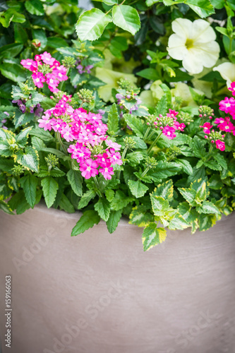 Fototapeta Naklejka Na Ścianę i Meble -  Beautiful flowers in pot, close up