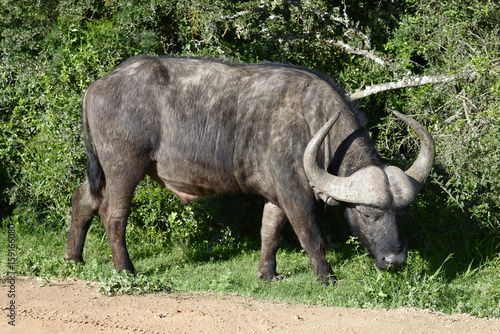African Buffalo  Addo Elephant National Park