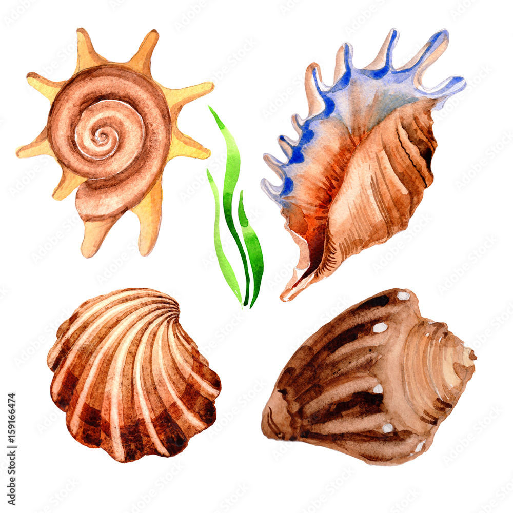 Watercolor summer beach seashell tropical elements, underwater creatures.