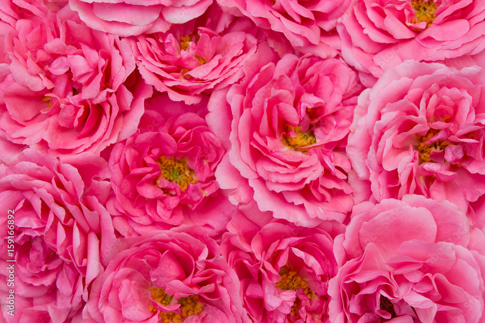 Pink roses background,nature wallpaper