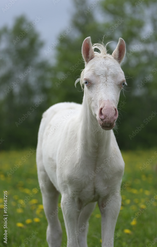 Portrait of a mini-horse foal 