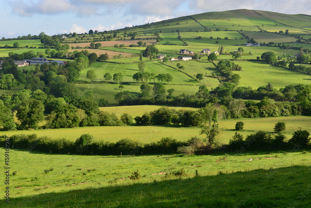 The Irish countryside in June.
