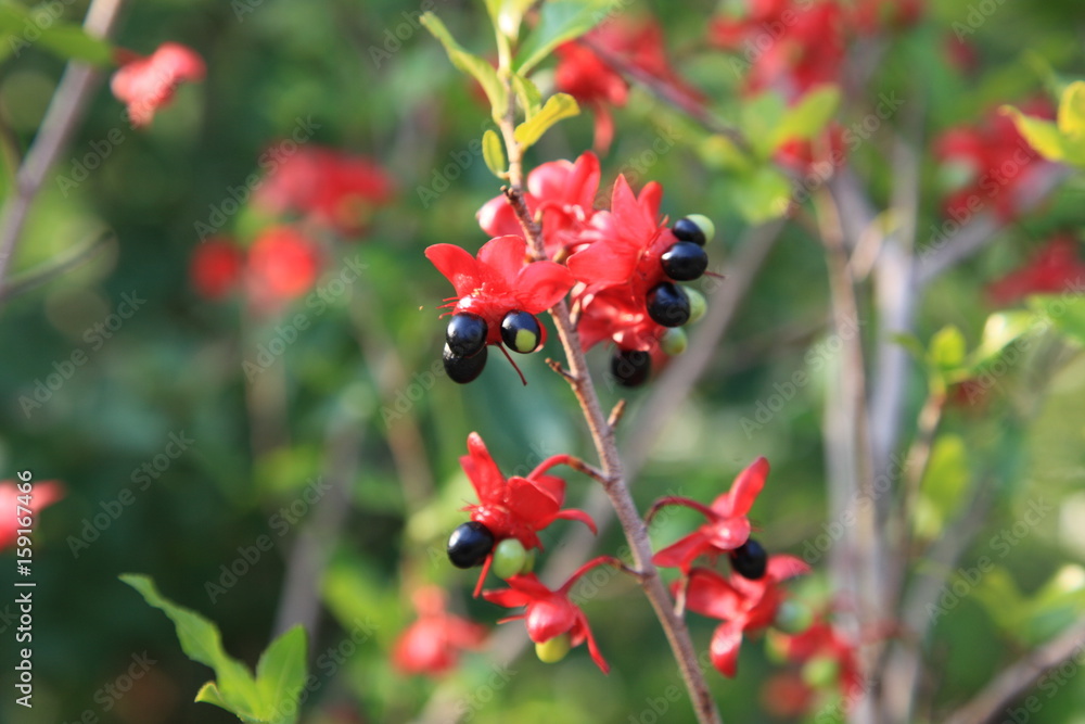 ミッキーマウスプランツ Stock Photo Adobe Stock