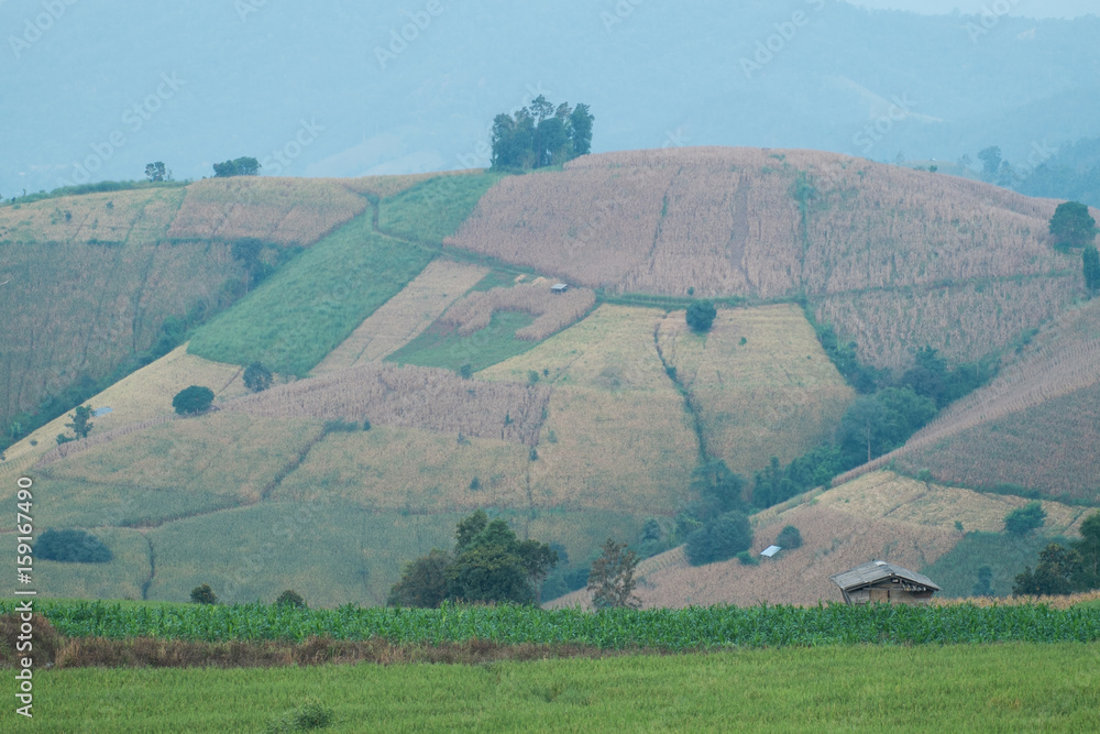 Fototapeta premium Rice terrace field in countryside at Banpabongpieng, Thailand.