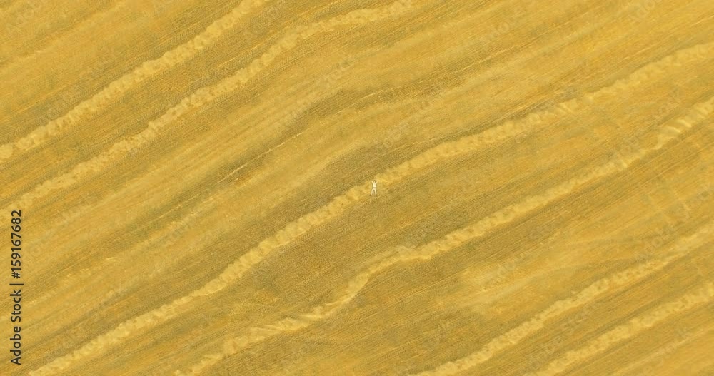 Aerial UHD 4K view. Vertical motion flight over formalwear man lying on yellow wheat field at sunny summer day. Top view on handsome relaxing man. Aerial UHD 4K view. Vertical motion flight over formalwear man lying on yellow wheat field at sunny summer day. Top view on handsome relaxing man.