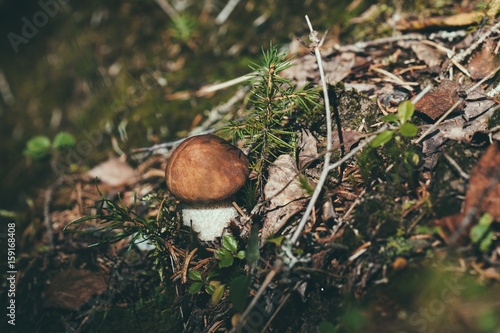 edible mushroom in the woods in Finland