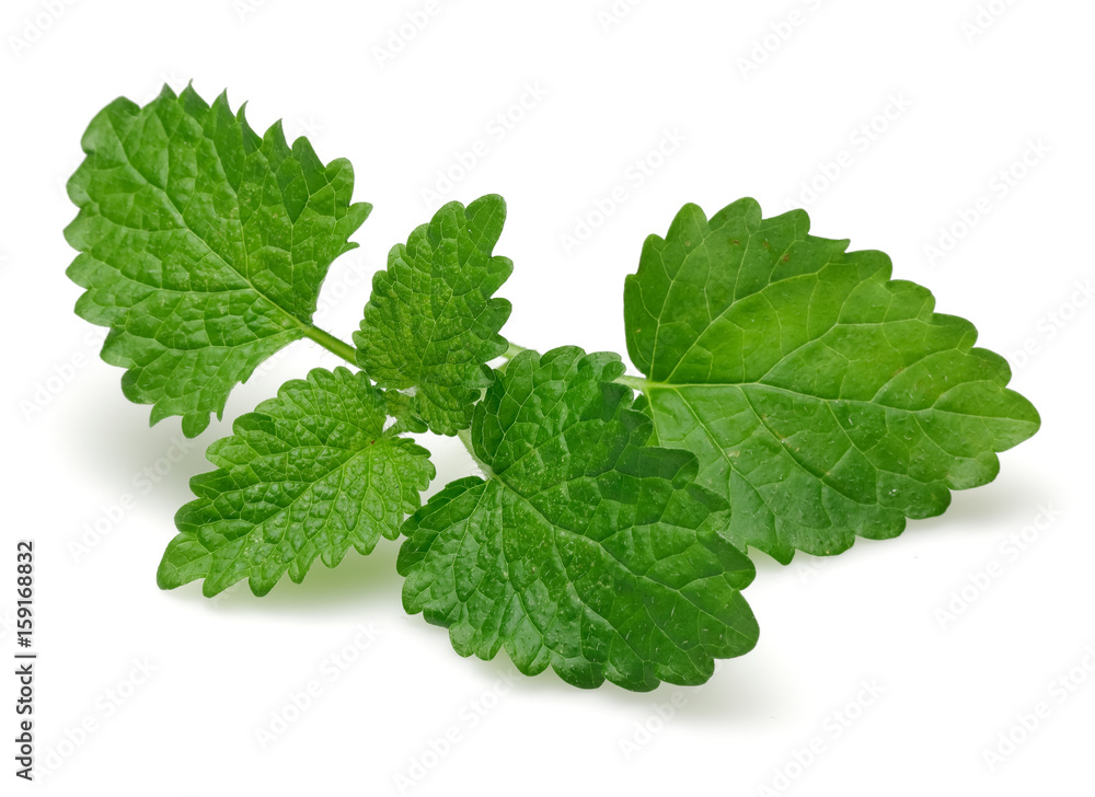 Melissa, lemon balm Melissa, lemon balm